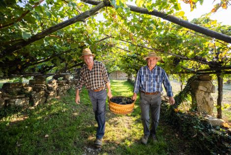 Visit the 100-year-old vineyard and go on wine tasting